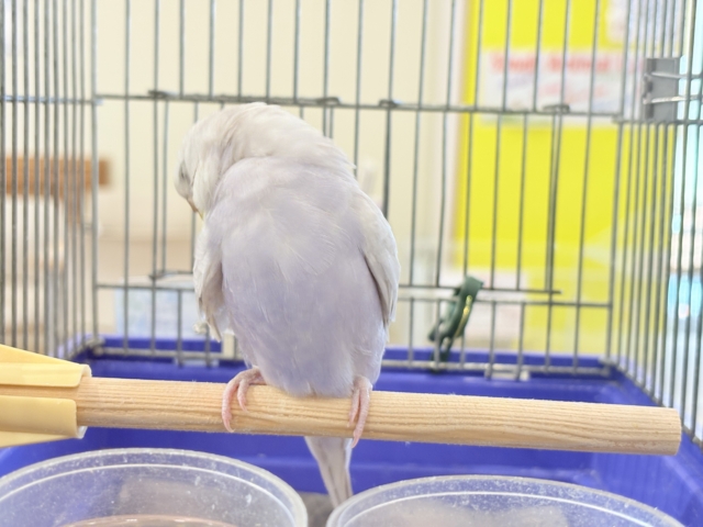 セキセイインコ