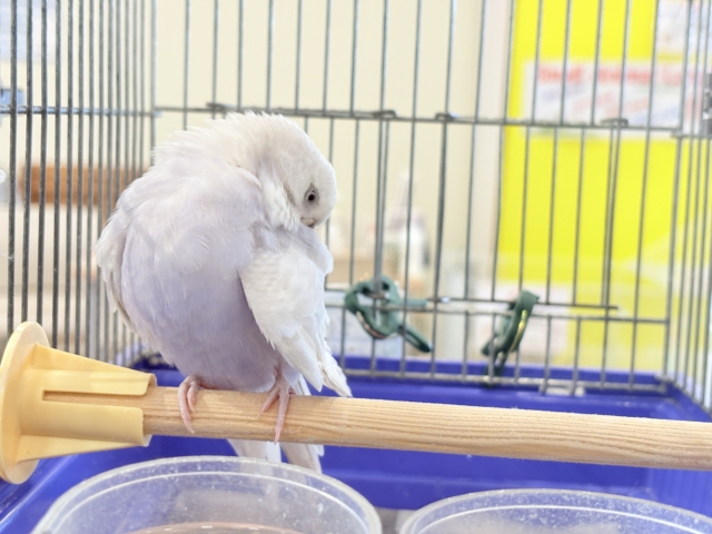 セキセイインコ