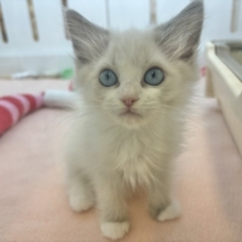 甘々タイムはゴロ〜ン♡ラグドールくん！