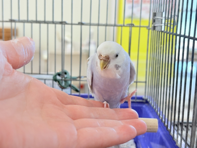 セキセイインコ