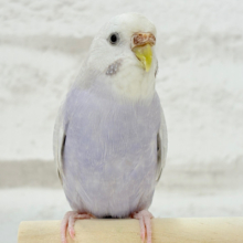 ツンデレ王女様🐥👑💕セキセイインコ(ライラック)