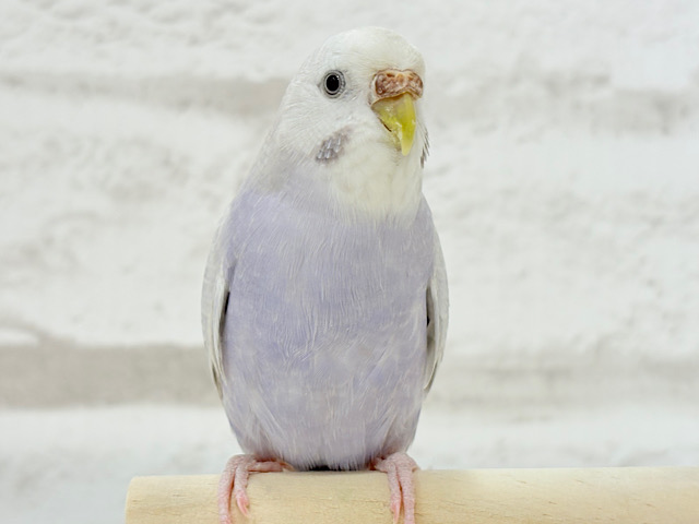 ツンデレ王女様🐥👑💕セキセイインコ(ライラック)