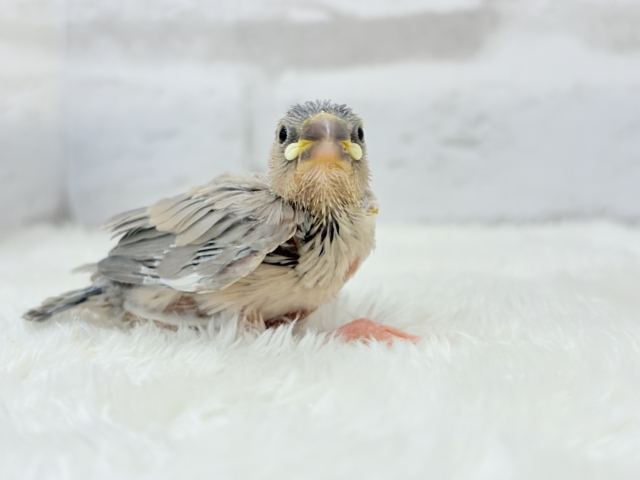 可愛いと愛おしいが交互にやってくる♥アゲイト文鳥 ヒナ アゲイト文鳥