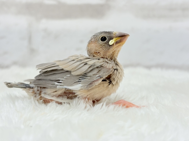 可愛いと愛おしいが交互にやってくる♥アゲイト文鳥 ヒナ アゲイト文鳥