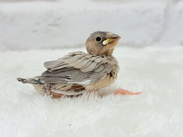 可愛いと愛おしいが交互にやってくる♥アゲイト文鳥 ヒナ アゲイト文鳥