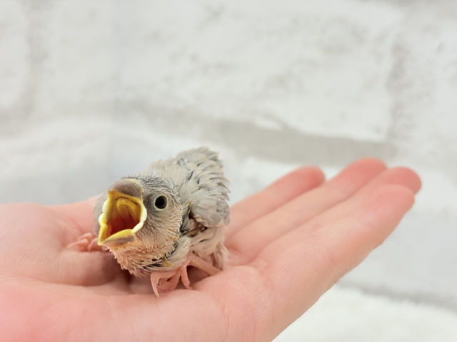 可愛いと愛おしいが交互にやってくる♥アゲイト文鳥 ヒナ アゲイト文鳥