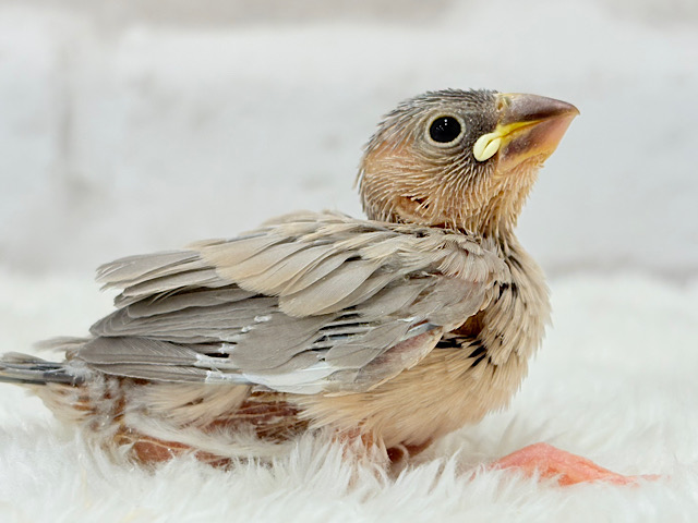 可愛いと愛おしいが交互にやってくる♥アゲイト文鳥 ヒナ 可愛いと愛おしいが交互にやってくる♥アゲイト文鳥 ヒナ