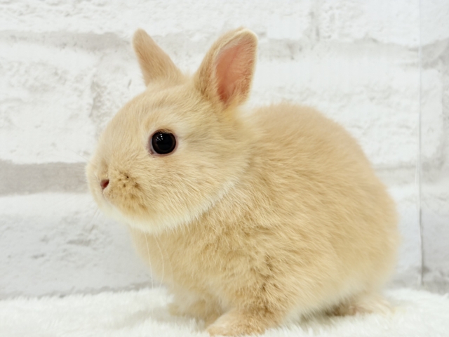 ネザーランドドワーフ