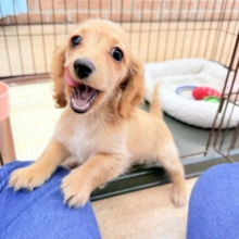 ミニチュアダックス（イエロー）女の子♪サークルデビューしました！