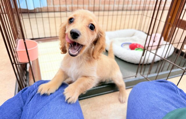 ミニチュアダックス（イエロー）女の子♪サークルデビューしました！