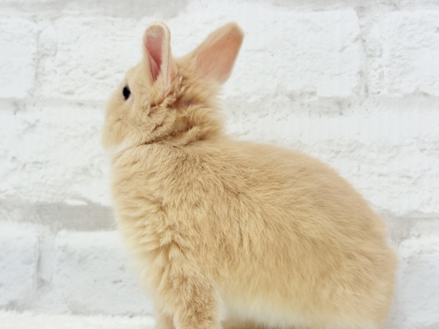 ネザーランドドワーフ