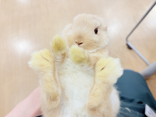 ネザーランドドワーフ