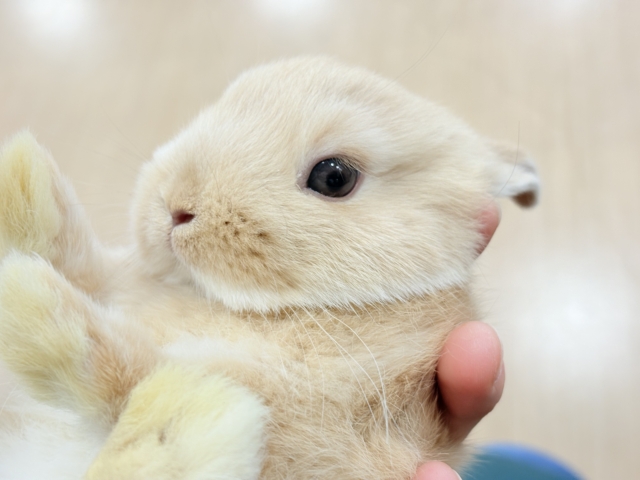 ネザーランドドワーフ