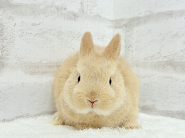 ネザーランドドワーフ