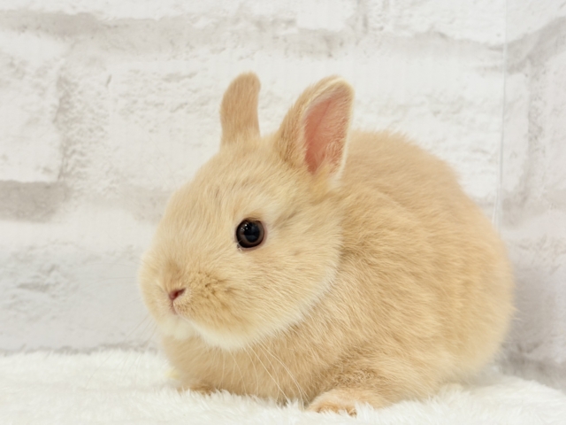 ネザーランドドワーフ