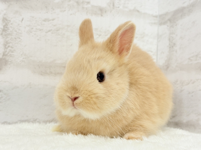 ネザーランドドワーフ