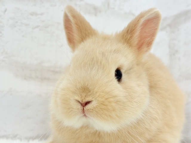 ギュギュッと愛情詰め込みっ🐰💖ネザーランドドワーフ(フォーン) 男の子