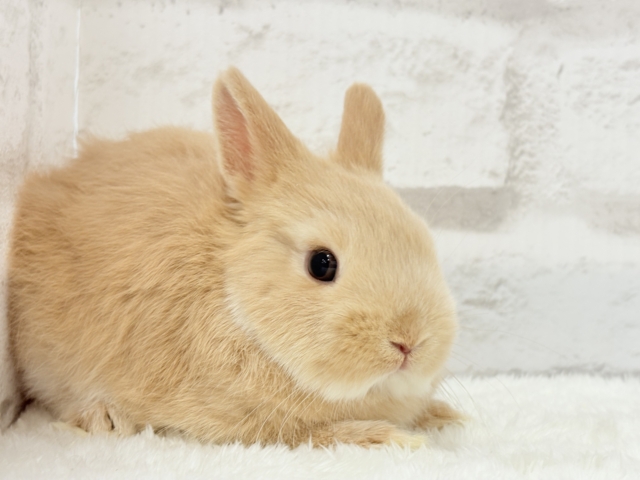 ネザーランドドワーフ