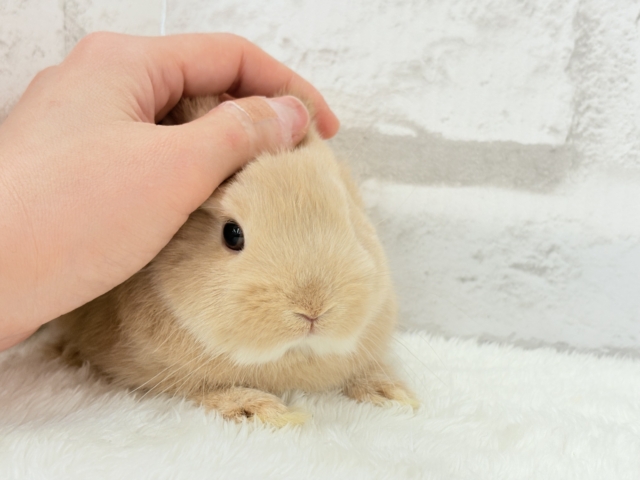 ネザーランドドワーフ