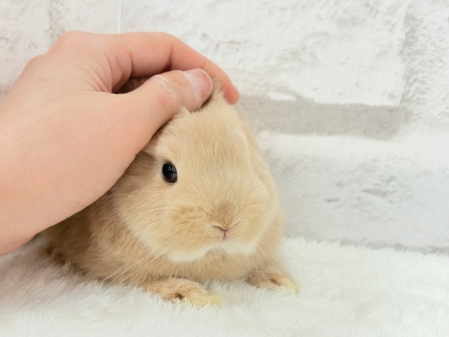 ネザーランドドワーフ