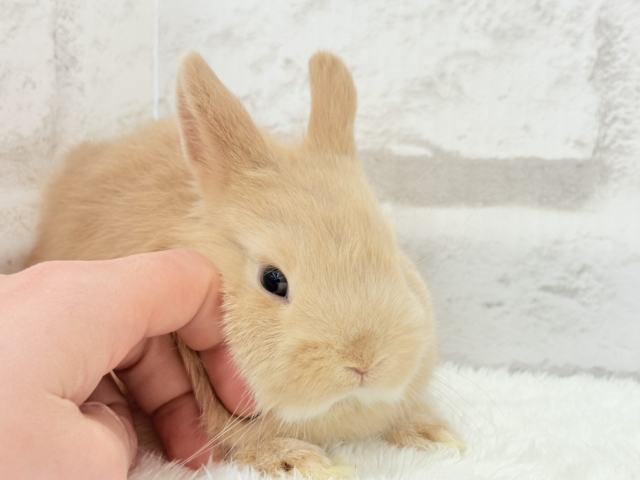 ネザーランドドワーフ