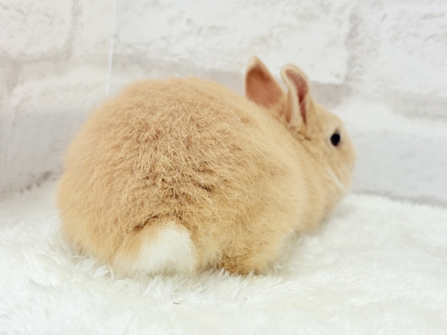 ネザーランドドワーフ