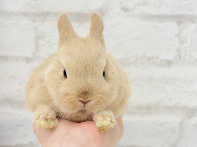 ネザーランドドワーフ