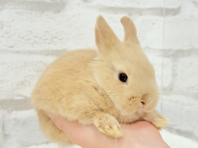 ネザーランドドワーフ