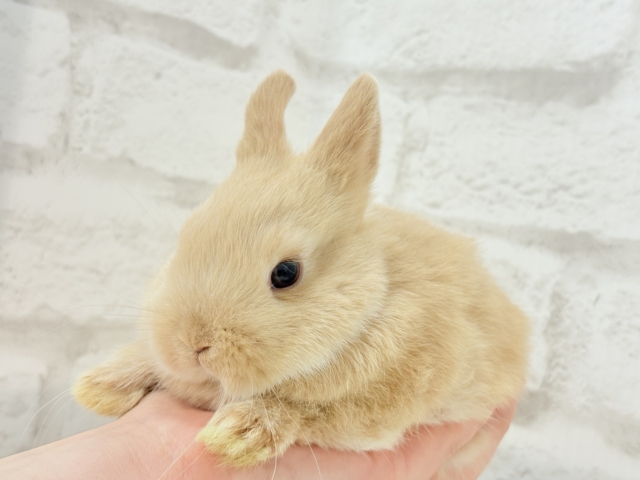 ネザーランドドワーフ