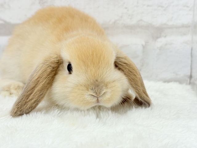 ホーランドロップ