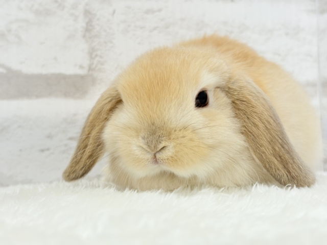 ホーランドロップ