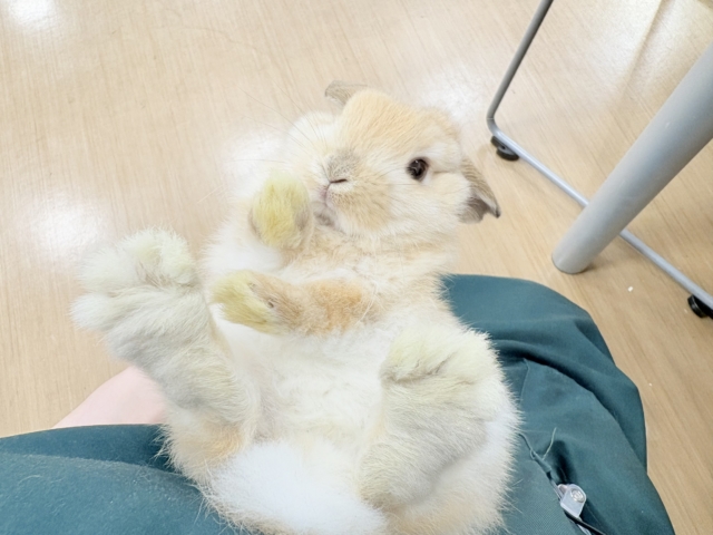 ホーランドロップ