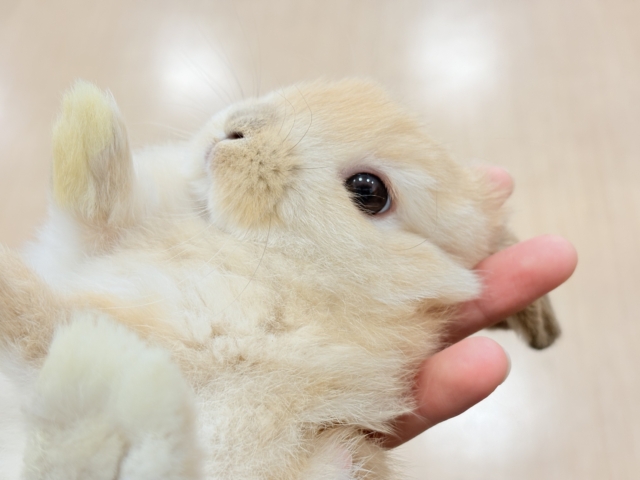 ホーランドロップ