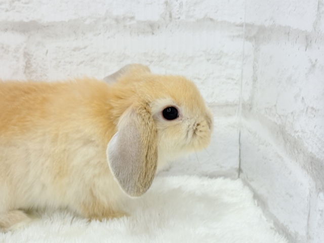 ホーランドロップ