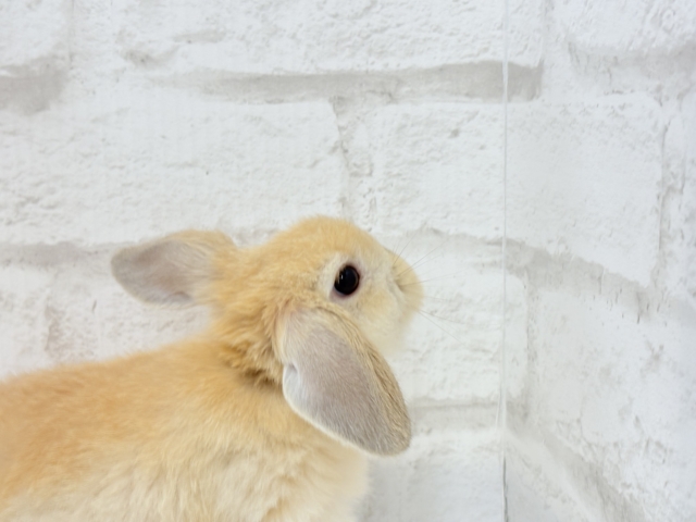 ホーランドロップ