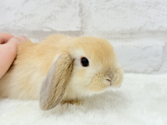 ホーランドロップ