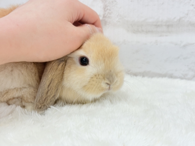 ホーランドロップ