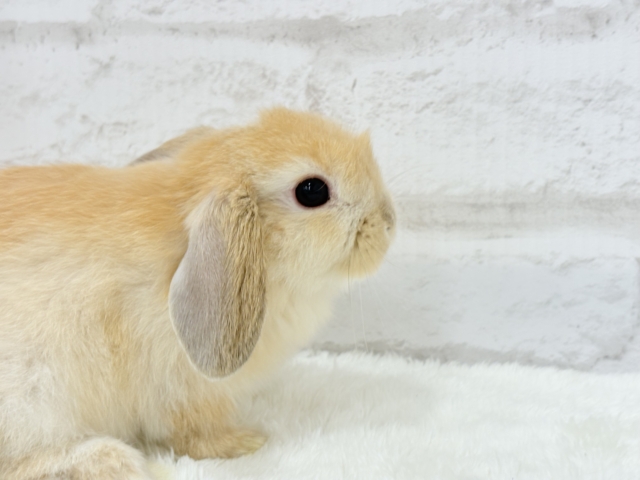 ホーランドロップ