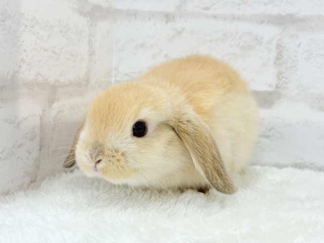 ホーランドロップ