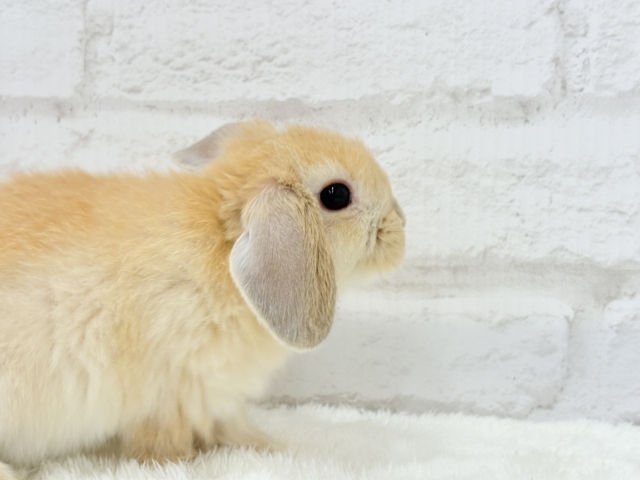 ホーランドロップ