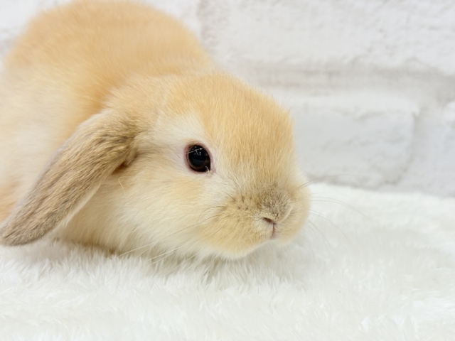 ホーランドロップ