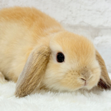 マイナスイオン大放出〜🐰🍃🫧ホーランドロップイヤー(オレンジ)女の子