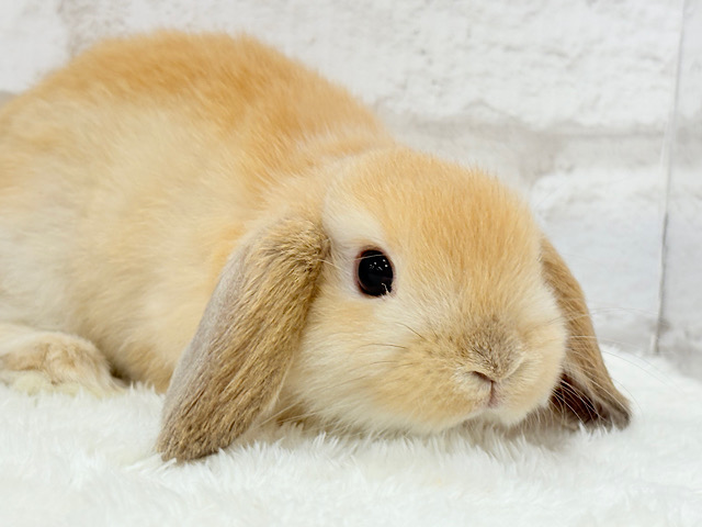 マイナスイオン大放出〜🐰🍃🫧ホーランドロップイヤー(オレンジ)女の子