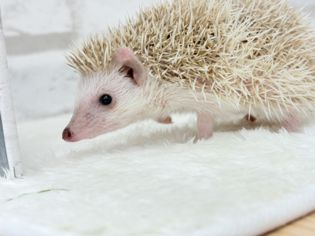 ハリネズミ（ヨツユビハリネズミ）