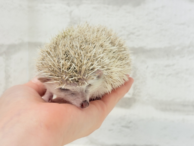 いがくりの中身は好奇心の塊さんっ🦔🪇ハリネズミ(シナモンパイド)女の子 ハリネズミ(ヨツユビハリネズミ)