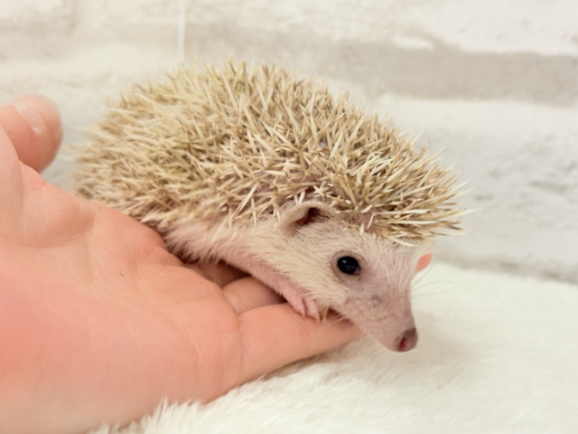 いがくりの中身は好奇心の塊さんっ🦔🪇ハリネズミ(シナモンパイド)女の子 ハリネズミ(ヨツユビハリネズミ)