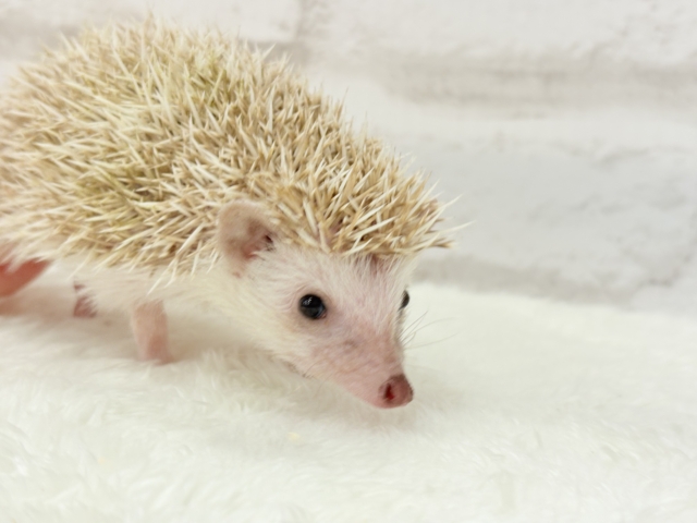 ハリネズミ（ヨツユビハリネズミ）