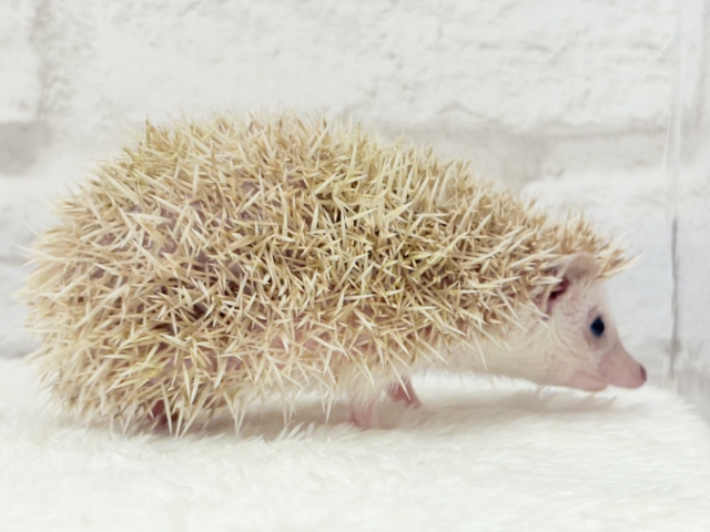 いがくりの中身は好奇心の塊さんっ🦔🪇ハリネズミ(シナモンパイド)女の子 ハリネズミ(ヨツユビハリネズミ)