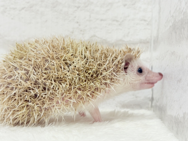 いがくりの中身は好奇心の塊さんっ🦔🪇ハリネズミ(シナモンパイド)女の子 ハリネズミ(ヨツユビハリネズミ)