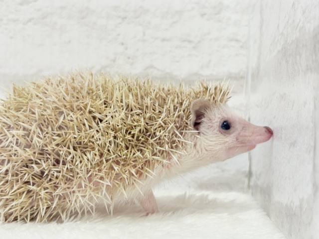 ハリネズミ（ヨツユビハリネズミ）